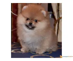 Pomeranski spic BOO - 3