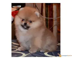 Pomeranski spic BOO - 4