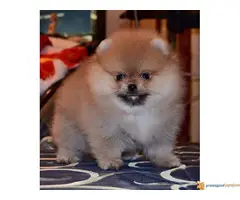 Pomeranski spic BOO