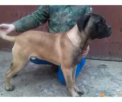 Bulmastif stenci na prodaju - 2