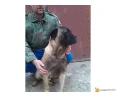 Bulmastif stenci na prodaju - 3