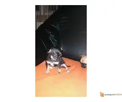 Stenci Civave na prodaju - 2