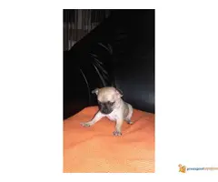 Stenci Civave na prodaju - 3