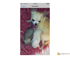 Stenci Civave na prodaju - 4