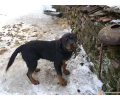 Prodajem rotvajlera - 2