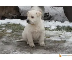 Labrador retriver stenad na prodaju