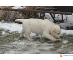 Labrador retriver stenad na prodaju
