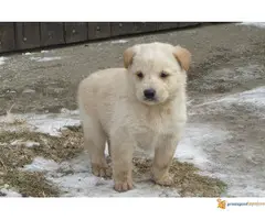 Labrador retriver stenad na prodaju