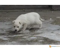 Labrador retriver stenad na prodaju