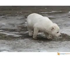 Labrador retriver stenad na prodaju