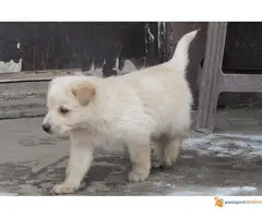 Labrador retriver stenad na prodaju - 6