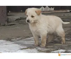 Labrador retriver stenad na prodaju - 7