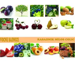 VOĆNE SADNICE - 2