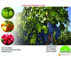 ZZ KALEM VOCE-NAJBOLJI KVALITET I NAJBOLJE CENE - 2