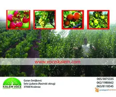 ZZ KALEM VOCE-NAJBOLJI KVALITET I NAJBOLJE CENE - 4