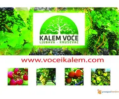 ZZ KALEM VOCE-NAJBOLJI KVALITET I NAJBOLJE CENE - 5