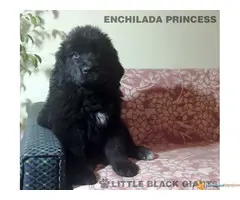 Štenci njufaundlendera – newfoundland puppies - 2