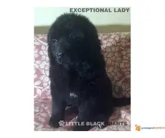 Štenci njufaundlendera – newfoundland puppies - 4