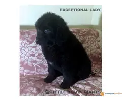 Štenci njufaundlendera – newfoundland puppies - 5