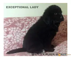 Štenci njufaundlendera – newfoundland puppies - 6