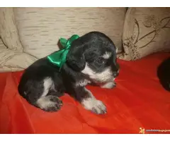 Na prodaju stenci patuljastog snaucera - 2