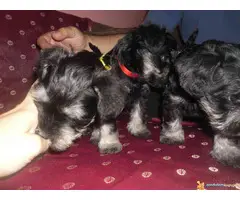 Na prodaju stenci patuljastog snaucera - 3