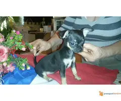 Na prodaju stenci civave - 3