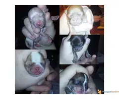 Na prodaju stenci civave - 4