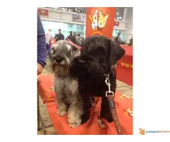 Patuljasti šnaucer Biber i so štenad na prodaju - 2