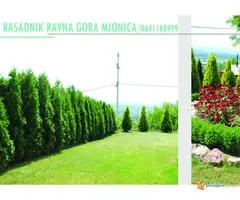 TUJE SEZONSKI PROLECNI POPUST - 2