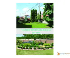 TUJE SEZONSKI PROLECNI POPUST - 3