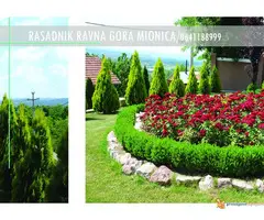 TUJE SEZONSKI PROLECNI POPUST - 4