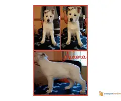 Prodajem prelepu stenad belog svajcarskog ovcara - 2