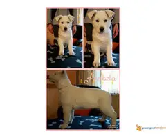 Prodajem prelepu stenad belog svajcarskog ovcara - 3