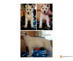 Prodajem prelepu stenad belog svajcarskog ovcara - 4