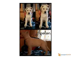 Prodajem prelepu stenad belog svajcarskog ovcara - 5