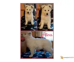 Prodajem prelepu stenad belog svajcarskog ovcara - 6