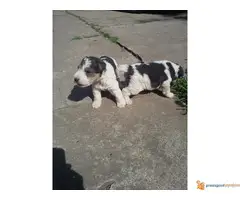 Foks terijeri, stenci - 2