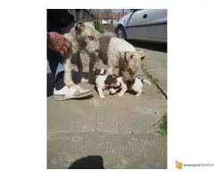 Foks terijeri, stenci - 4