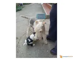 Foks terijeri, stenci - 5