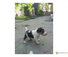 Foks terijeri, stenci - 6