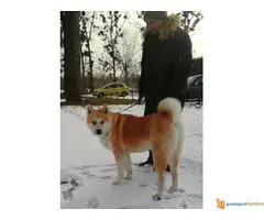 akita inu parenje