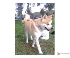 akita inu parenje