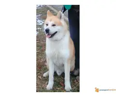 akita inu parenje