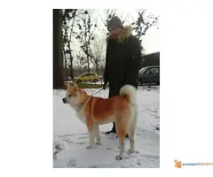 akita inu parenje