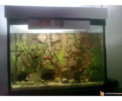 Potpuno opremljen akvarijum od 150l sa ribicama