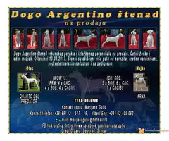 Dogo Argentino štenad na prodaju