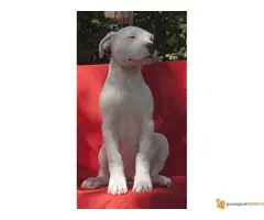 Dogo Argentino štenad na prodaju