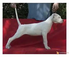 Dogo Argentino štenad na prodaju - 6