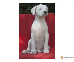 Dogo Argentino štenad na prodaju - 7